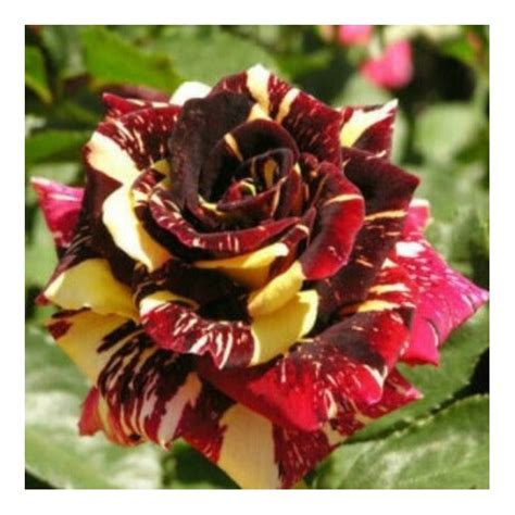 Rose Abracadabra (Floribunda) - Roses from Leafy Tiger UK