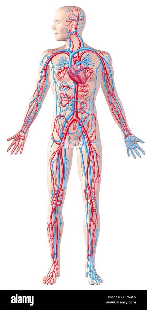 Circulatory System Diagram Full Body