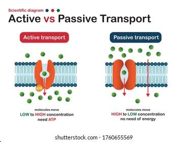 Passive Transport Examples For Kids