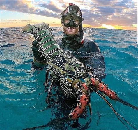 This scuba diver finds a massive crayfish from the clear lagoon waters ...