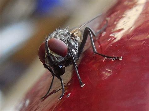 House Fly Diseases, Types, Spread and Prevention | Healthhype.com