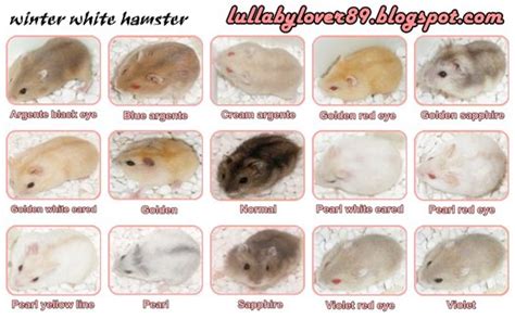 1000+ images about hamster care 101 on Pinterest | Hamster treats ...