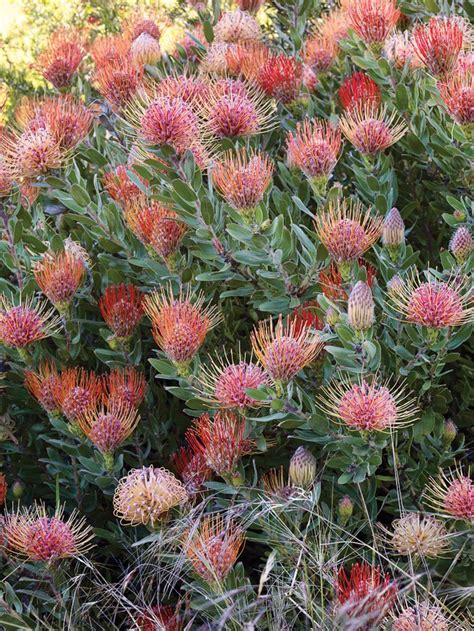 11 best images about Protea varieties on Pinterest | Zimbabwe, Mink and ...