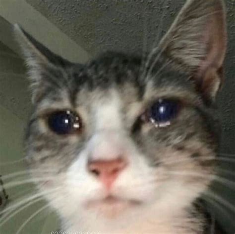 Sad Cat Meme Template