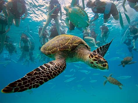 Hawksbill Turtle, Barbados