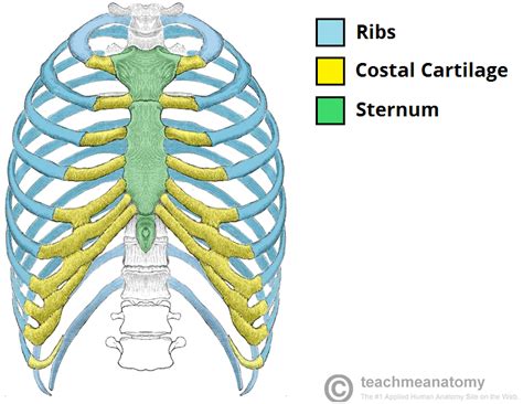 The Ribs - Structure - Articulations - Fracture | Costal, Cartilage, Ribs