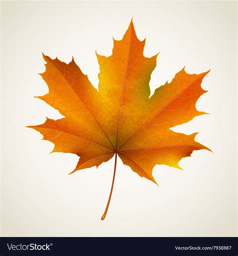 Single autumn maple leaf Royalty Free Vector Image