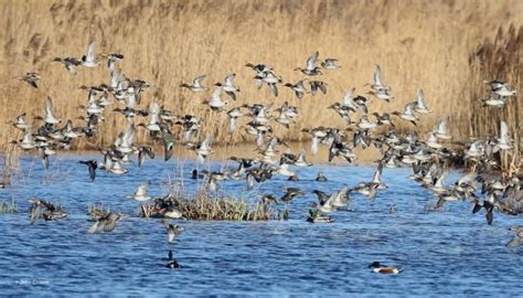 Wildlife - Avalon Marshes