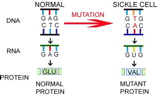 # 36 Gene mutation, sickle cell anaemia | Biology Notes for A level