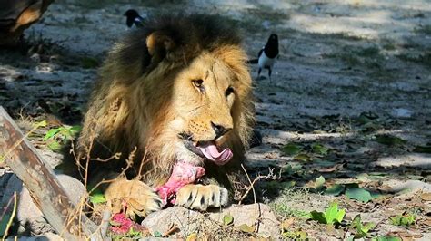 Lion Feeding at The Srilanka Zoo \How to Feed a lion \Lion Documentary ...