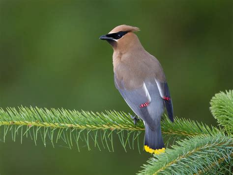 Cedar Waxwing Migration: A Complete Guide | Birdfact