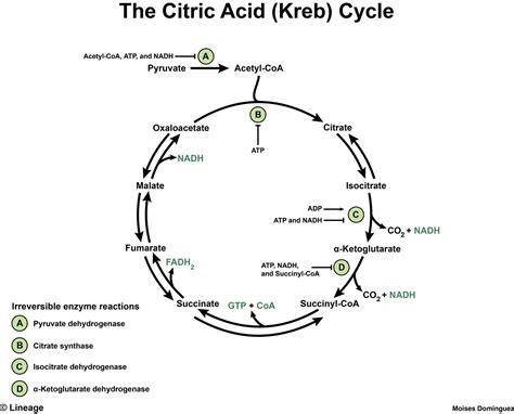 Citric Acid Cycle - Biochemistry - Medbullets Step 1