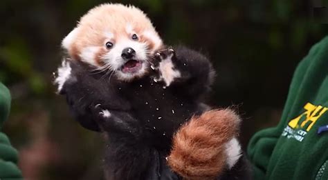 Rare Baby Red Panda That ‘Gave Hope’ for Endangered Species Effort Gets ...