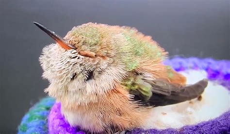 Cute Baby Hummingbirds