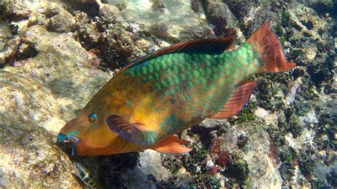 What Do Parrotfish Eat?