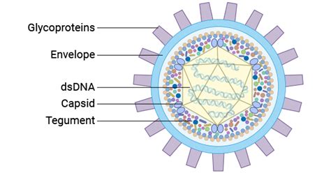 Herpes Simplex Virus Overview: Infection, Transmission, Diagnosis ...