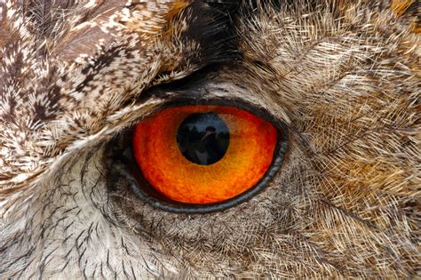 European Eagle Owl Eye Macro | Birds | Wildlife | Photography By Martin ...