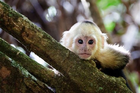 baby white faced capuchin | Paws and claws, White faced capuchin, Cute ...