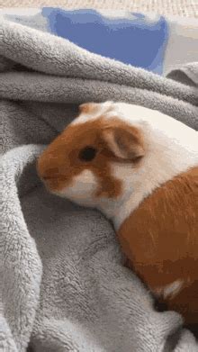 Peanut Guinea Pig GIF - Peanut Guinea Pig Cute - Discover & Share GIFs