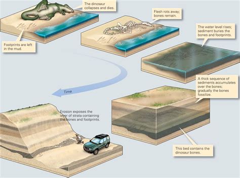 Learning Geology: Fossilization