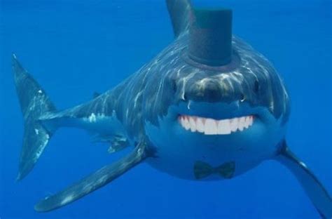 Human teeth with the body of a shark. | HumorOutcasts