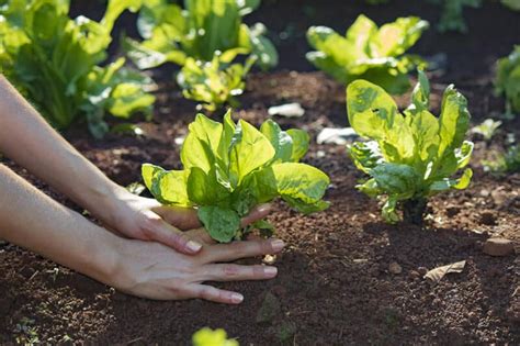 Growing Endive: Planting, Caring For, and Harvesting This Versatile Green