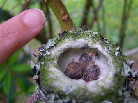 The Baby Hummingbird. Captured in photos.