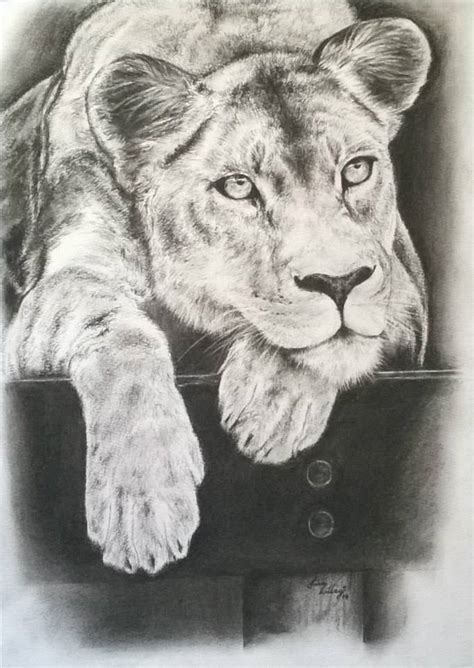 Lioness Drawing at GetDrawings | Free download