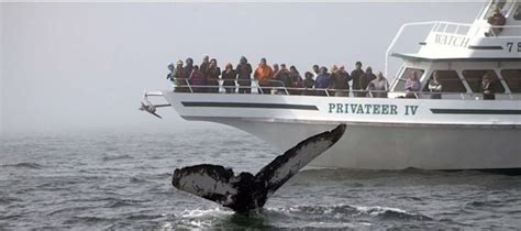 Boston Whale Watching Tours