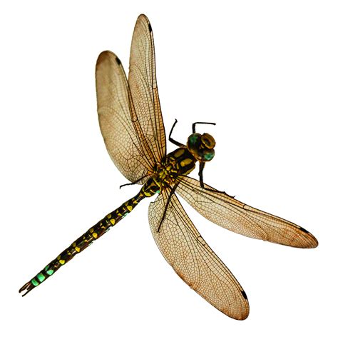 Dragonfly clipart transparent background, Dragonfly transparent ...