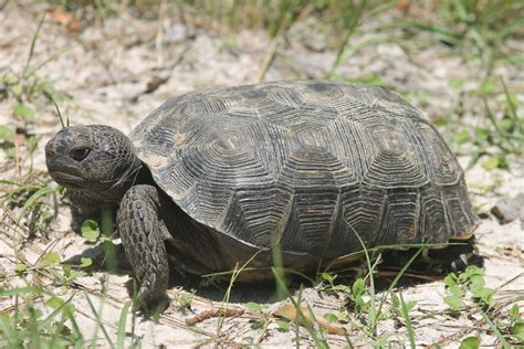 How to Identify a Gopher Tortoise | FWC