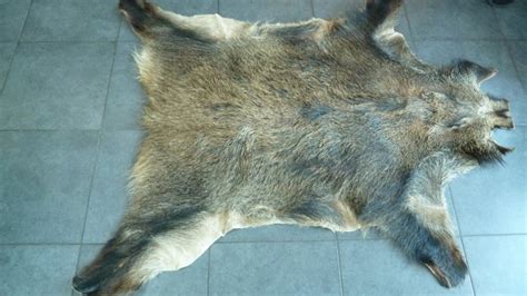 Large wild boar skin - Catawiki