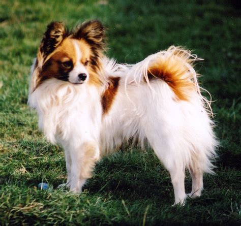 Papillon Dog Breed - Pictures, Information, Temperament ...