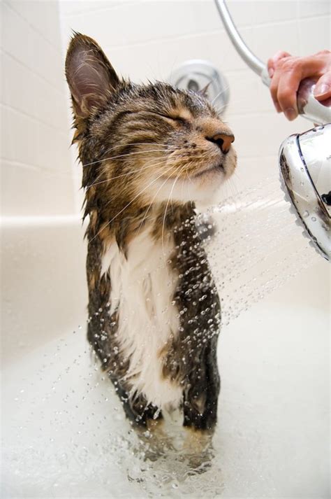 Simple Cat Bathing Tips: Washing Your Cat Without Getting Clawed to ...