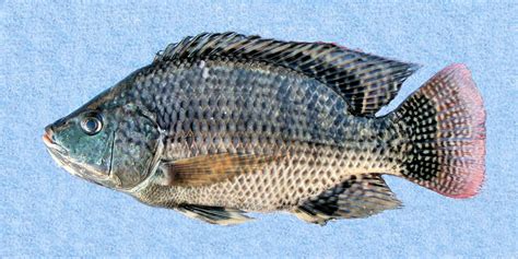 Mozambique Tilapia | Mexico – Fish, Birds, Crabs, Marine Life, Shells ...