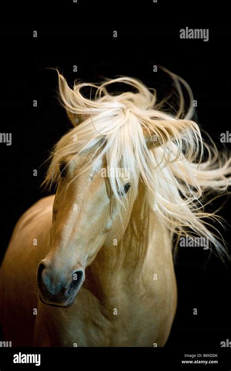 Iberian horse - portrait in front of black background Stock Photo - Alamy