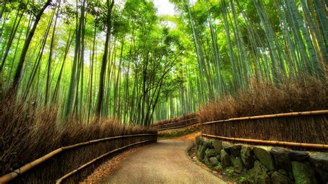 4K Wallpaper Bamboo Forest Japan