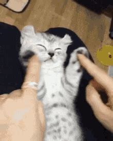 Cats Cuddle GIF - Cats Cuddle Hug - Discover & Share GIFs