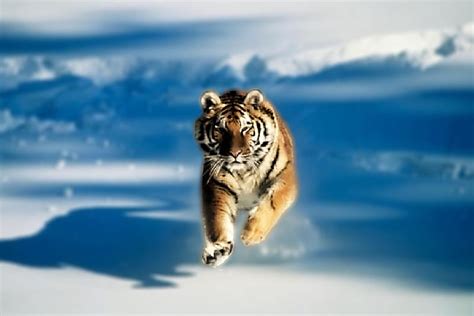 3D Tiger, herbivores, 3d, tiger, animals, HD wallpaper | Peakpx