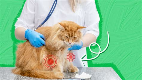 Arthritis In Cats: Causes, Signs And Treatment - DodoWell - The Dodo