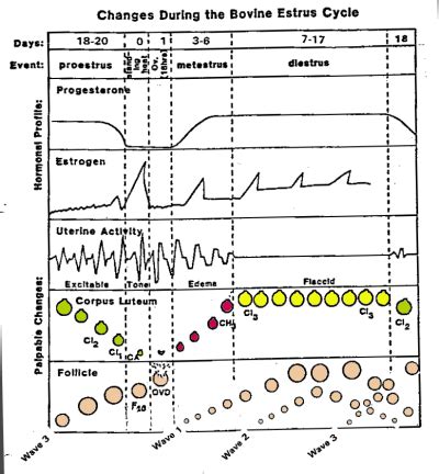the bovine estrous cycle