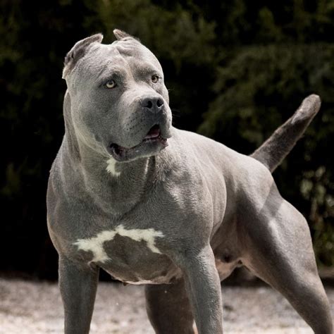 XXL American Bully -XXL Luxor Bullys Karisma | Dackelwelpen, Hunde ...