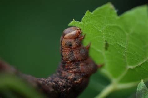 Image of the Day: Whistling Caterpillar | The Scientist Magazine®