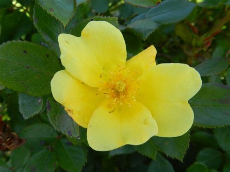 Prairie Rose's Garden: May Bloom Day