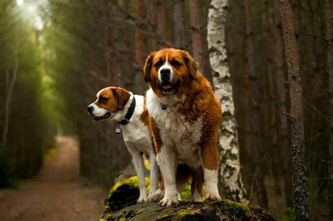 How Many Puppies Do Saint Bernards Have? Calculator for Predicting ...