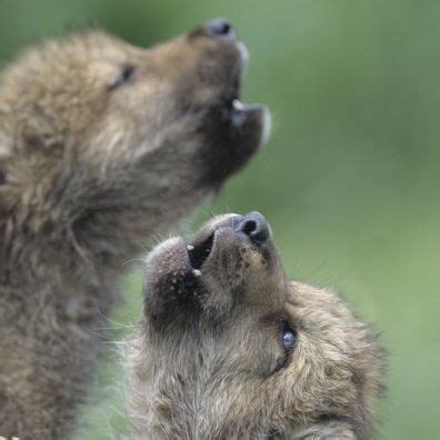 WOLVES, wolveswolves: Howling wolf pups Picture by... Wolf Love, Grey ...