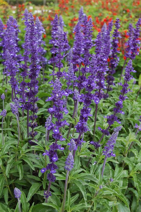 Salvia Farinacea 'victoria' | Salvia Seeds | Potted plants outdoor ...