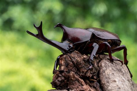 Bug-Catching in Japan: A Simple Summer Pleasure - Savvy Tokyo