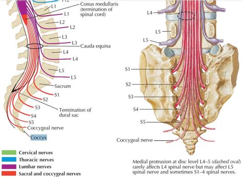 Coccyx bone anatomy, tailbone pain, fractured tailbone & treatment