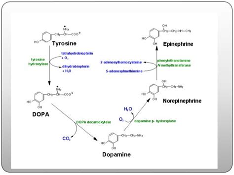 Monoamine neurotransmitters